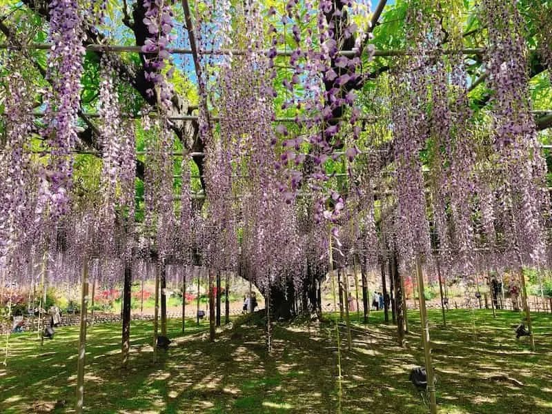⛩️ 야마다 히요시 신사 (야마다 히요시 진자) 이미지 7